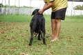 Matriz - Fila Brasileiro Preto - Canil Singular - Camila Pitanga